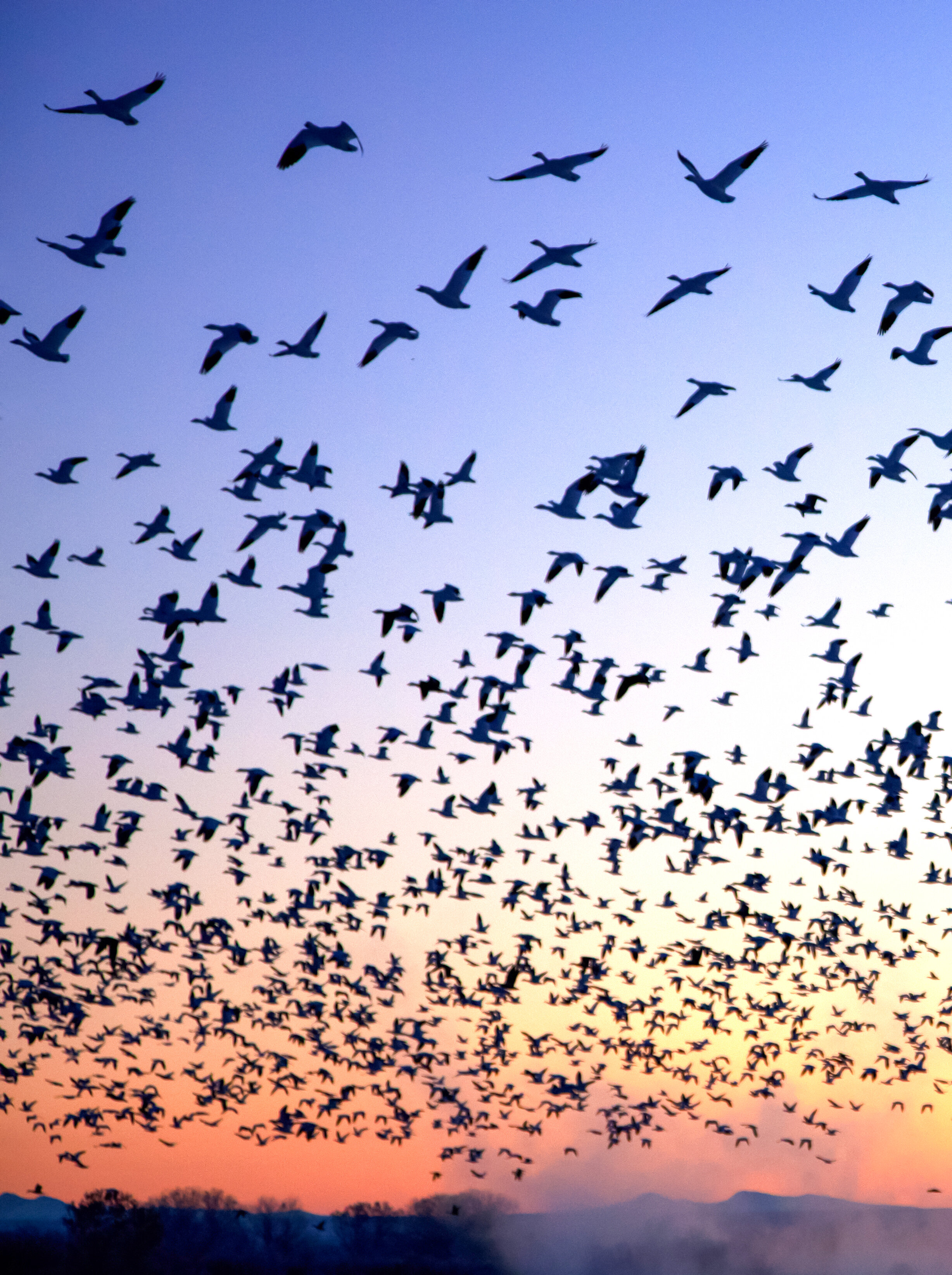 30.  Blastoff – Bosque Del Apache, New Mexico