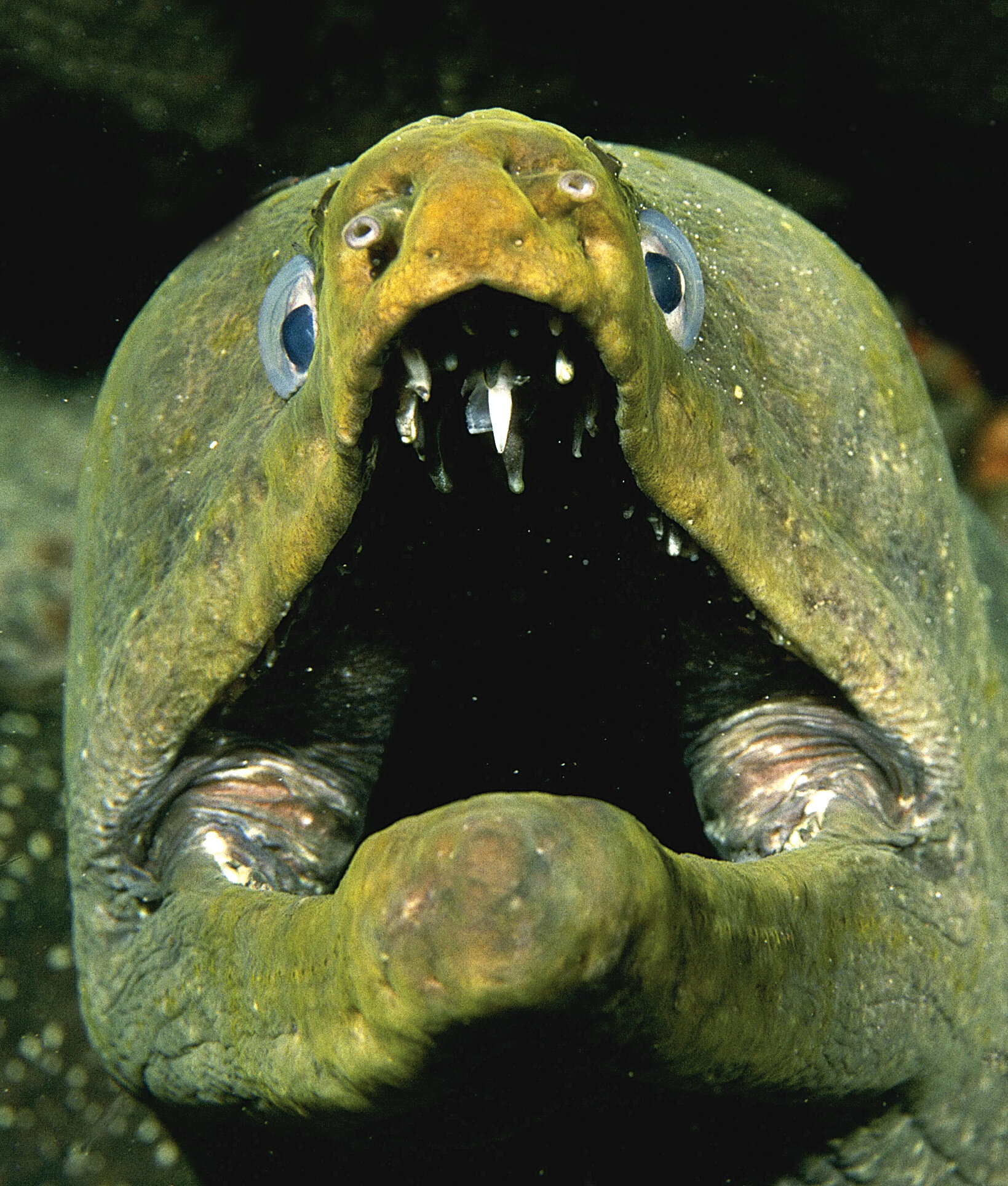 37. A Night Dive to Be Remembered – Margarita Island, Venezuela