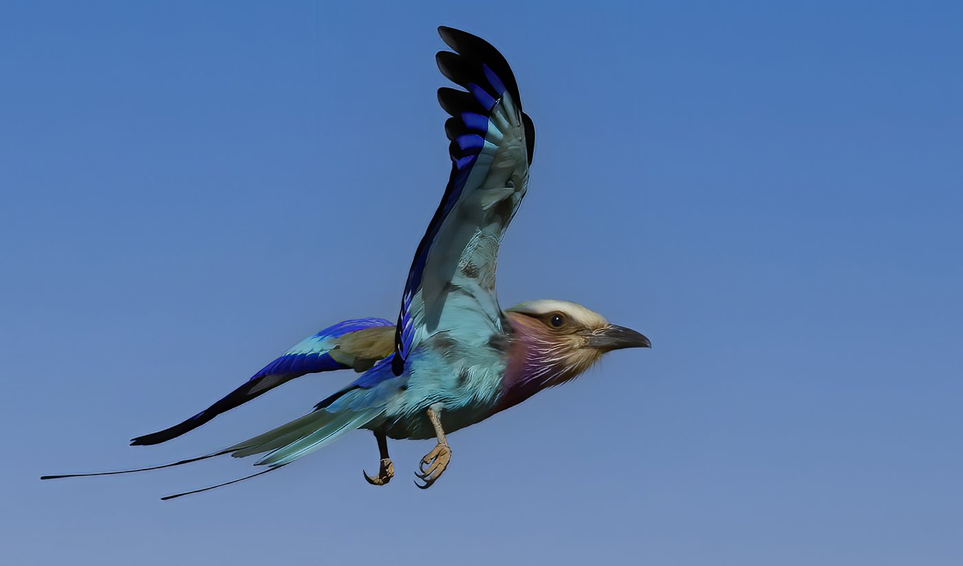 Lilac-Breasted Roller in Flight