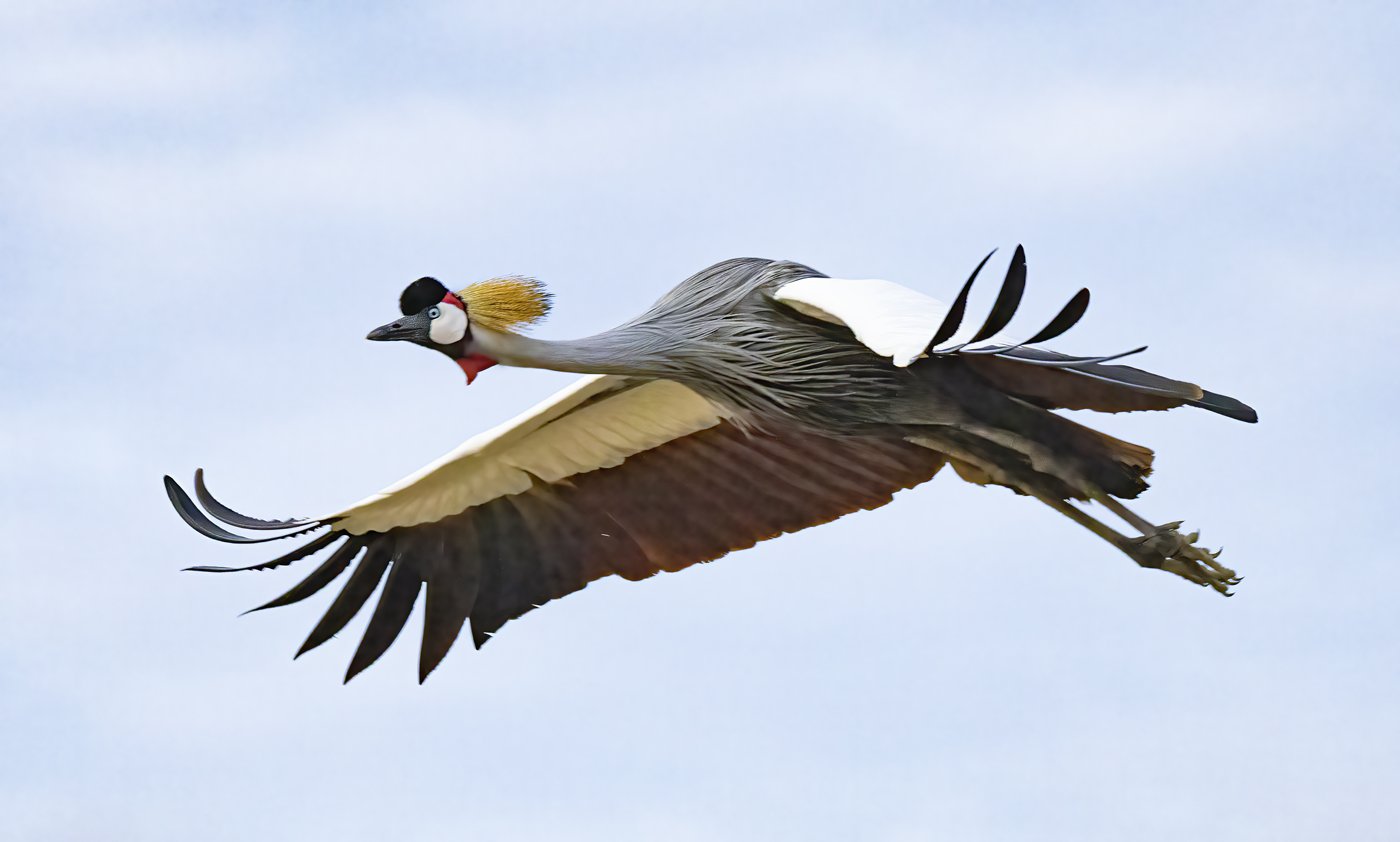 Crested Crane in Flight