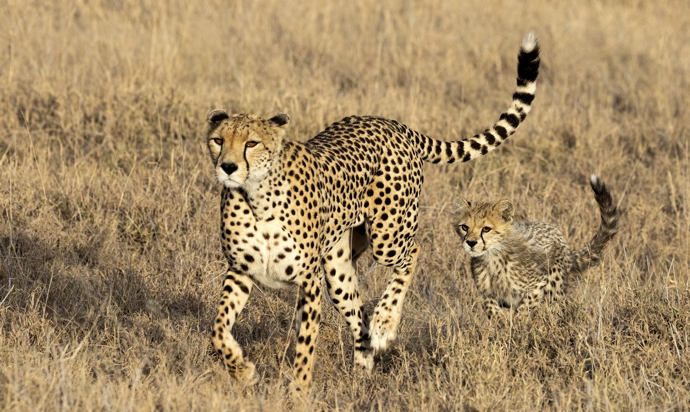 Cheetah Mom and Cub on the Run