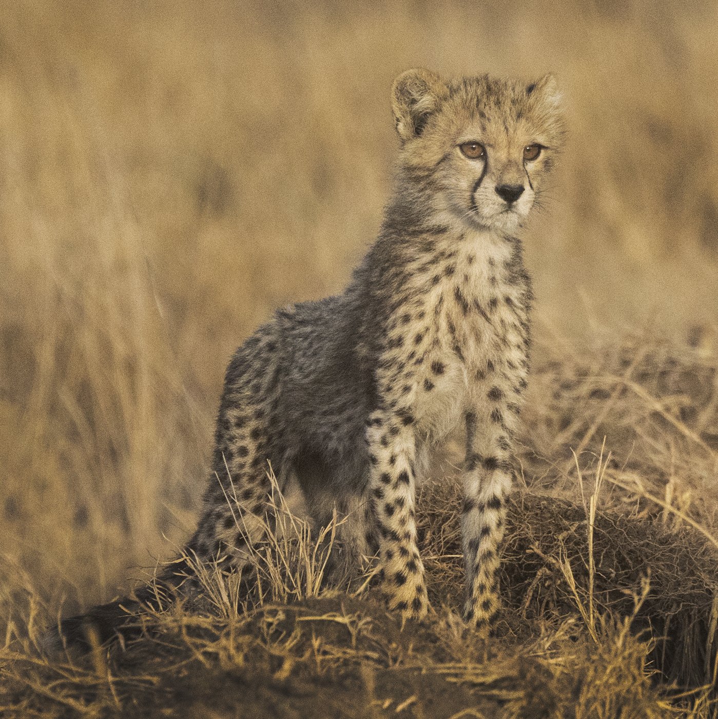 Cheetah Cub