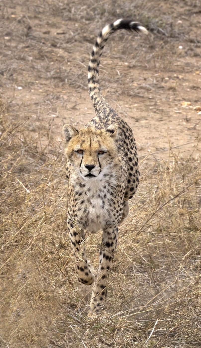 Cheetah on the Run