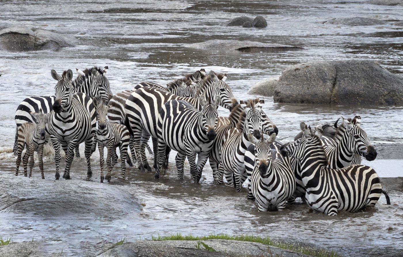 Mara River Crossing