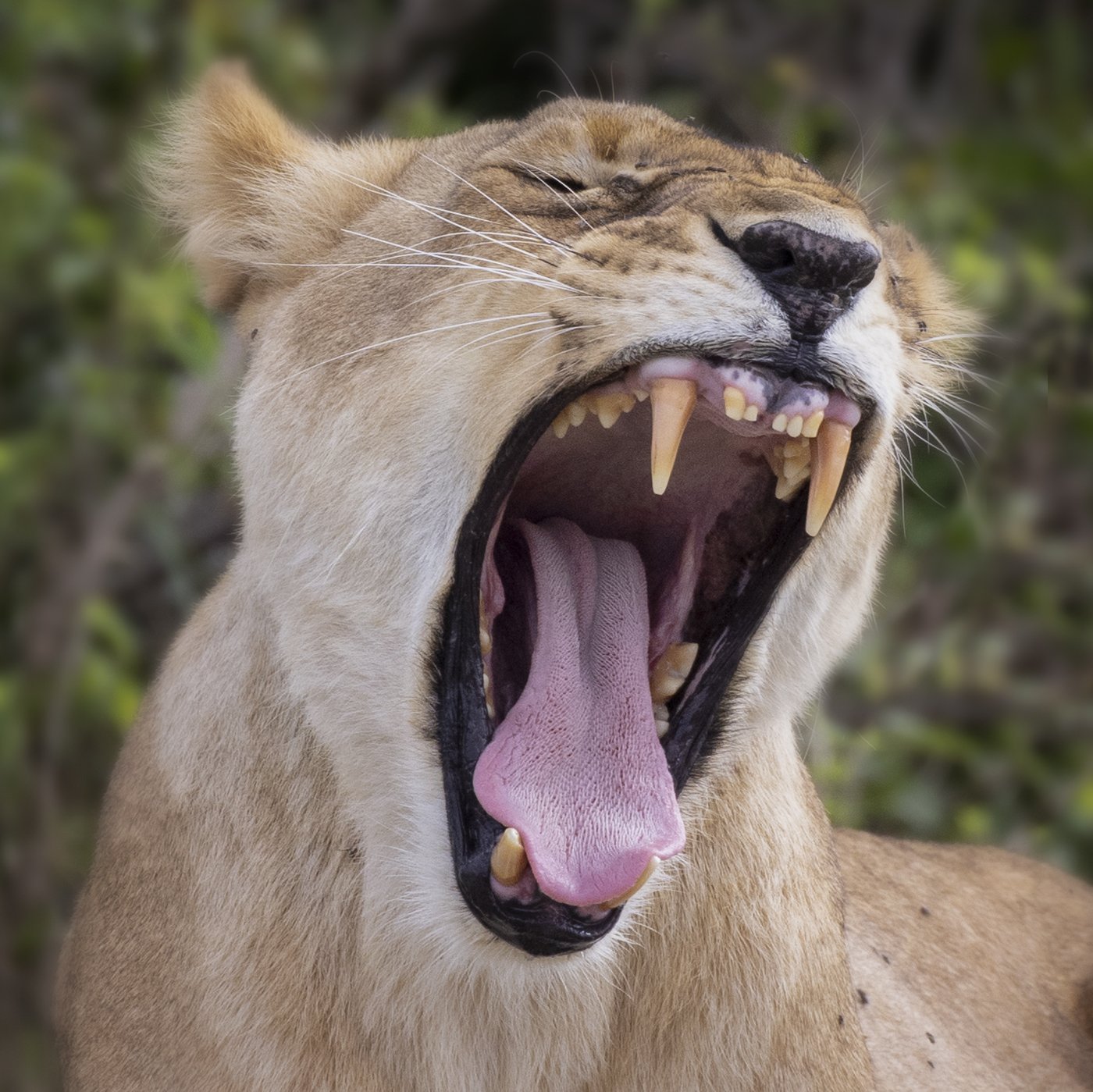 Lion Yawning