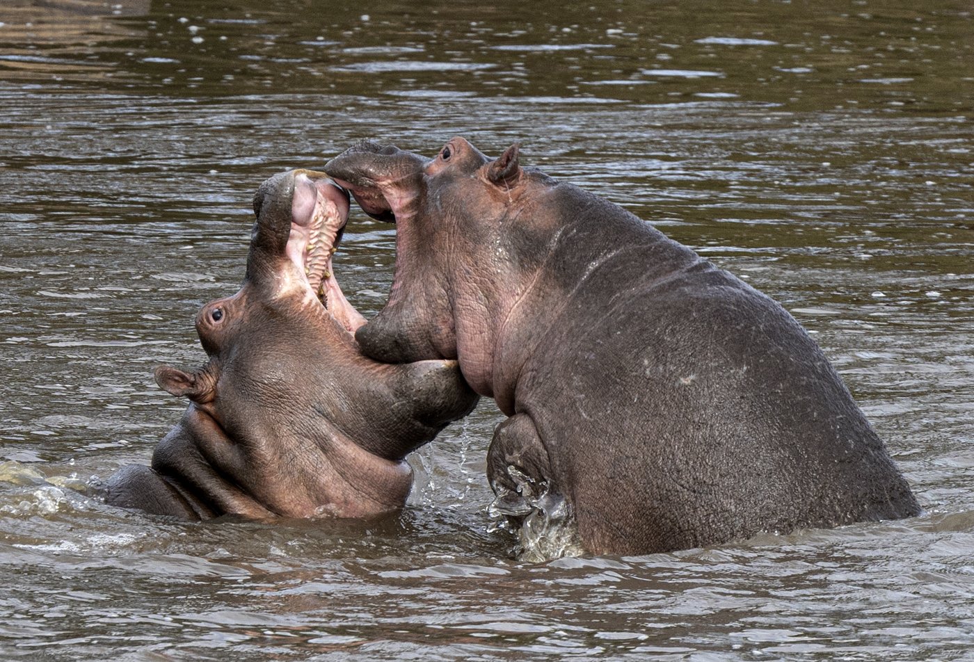 Hippos Sparing