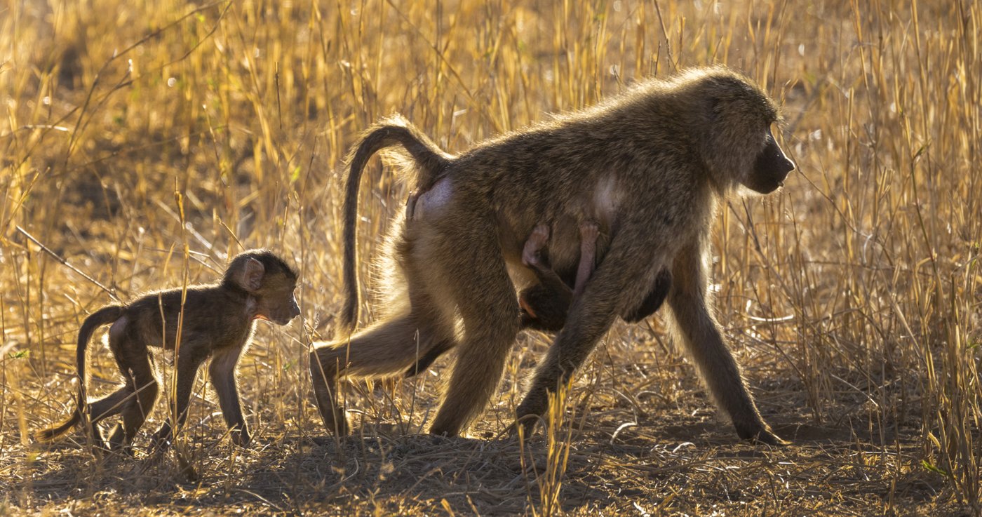 Backlit Baboon Mom and Her Young