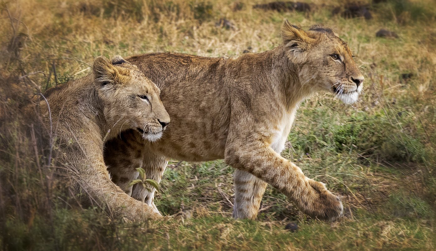 Lion Cubs