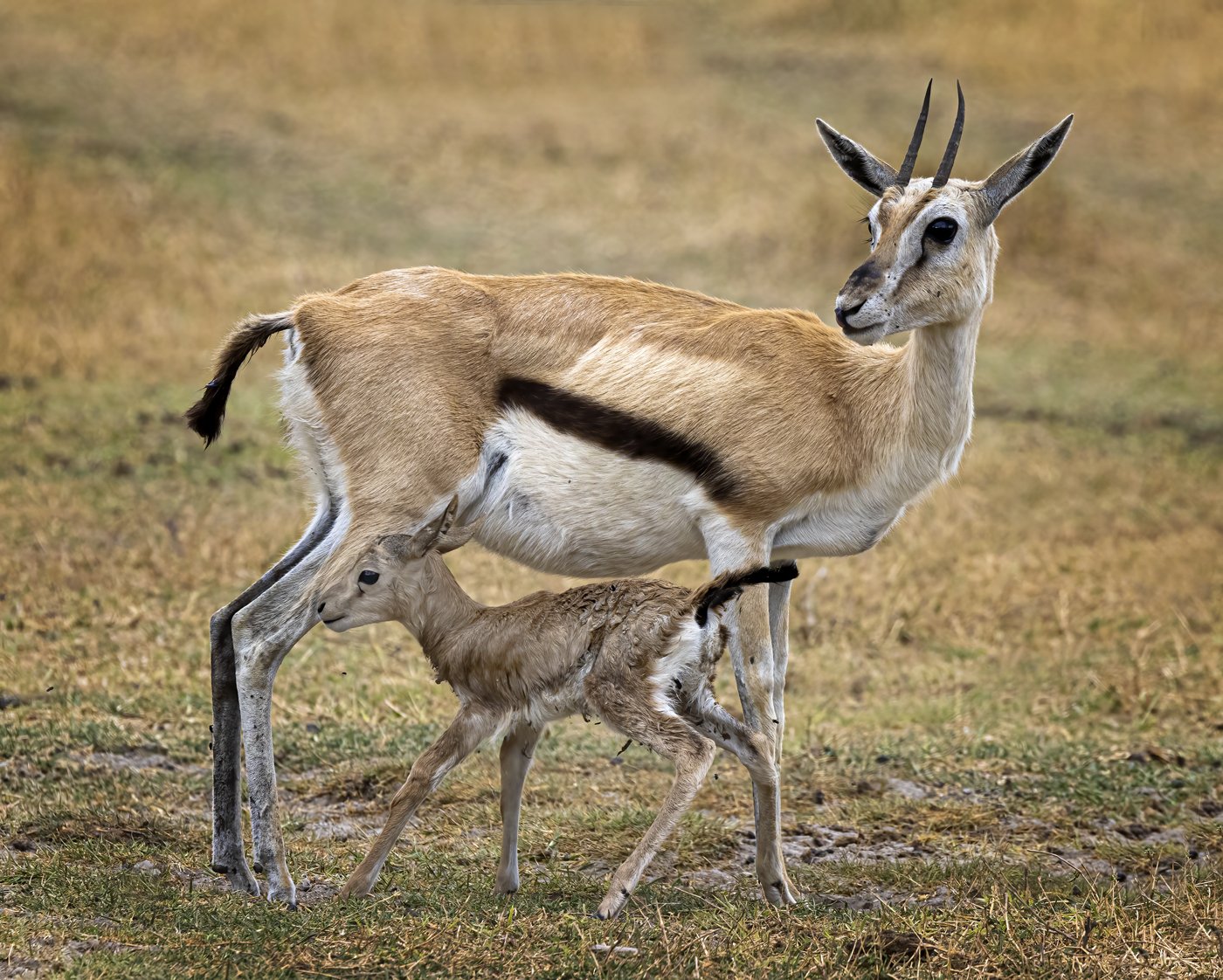 Thompson's Gazell Mom and Newborn