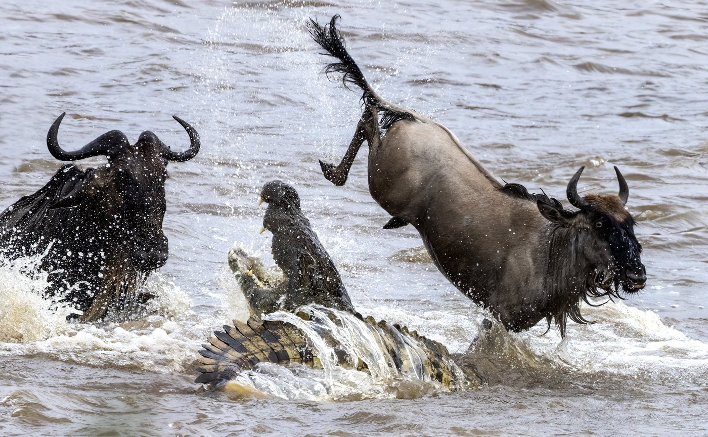 Mara River Crossing 