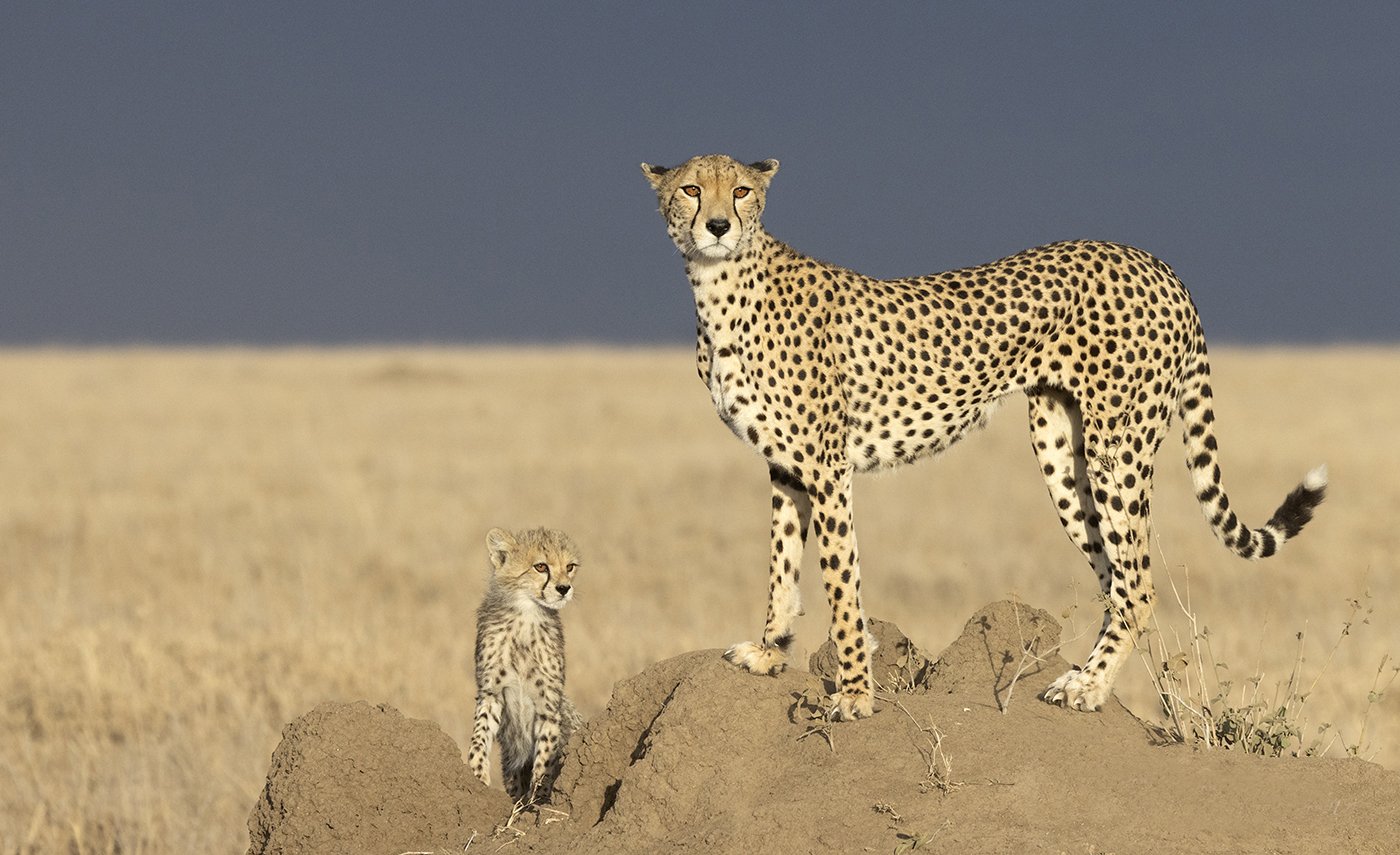 Cheetha Mom and Cub