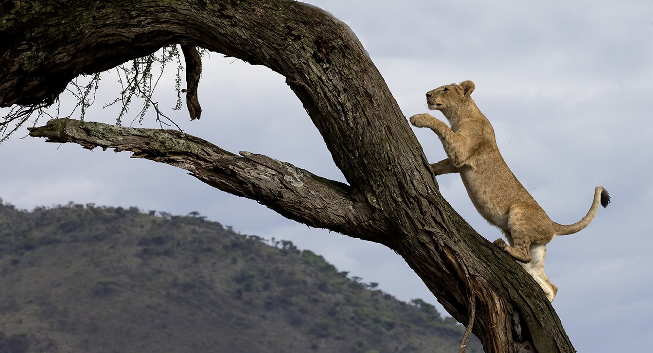 Tree-climbing lion