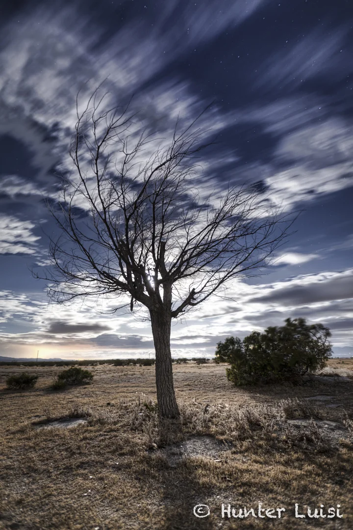 Moon Tree Alpha