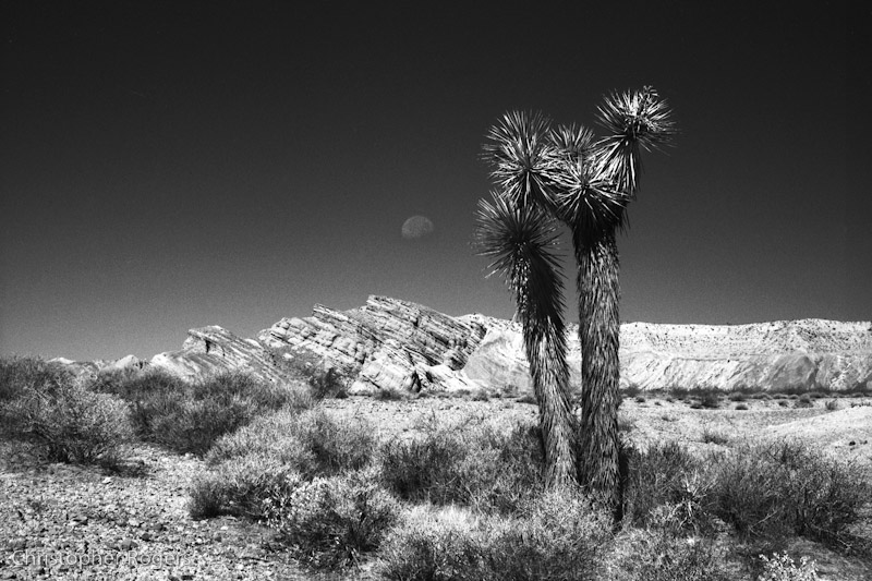 joshuatree.jpg