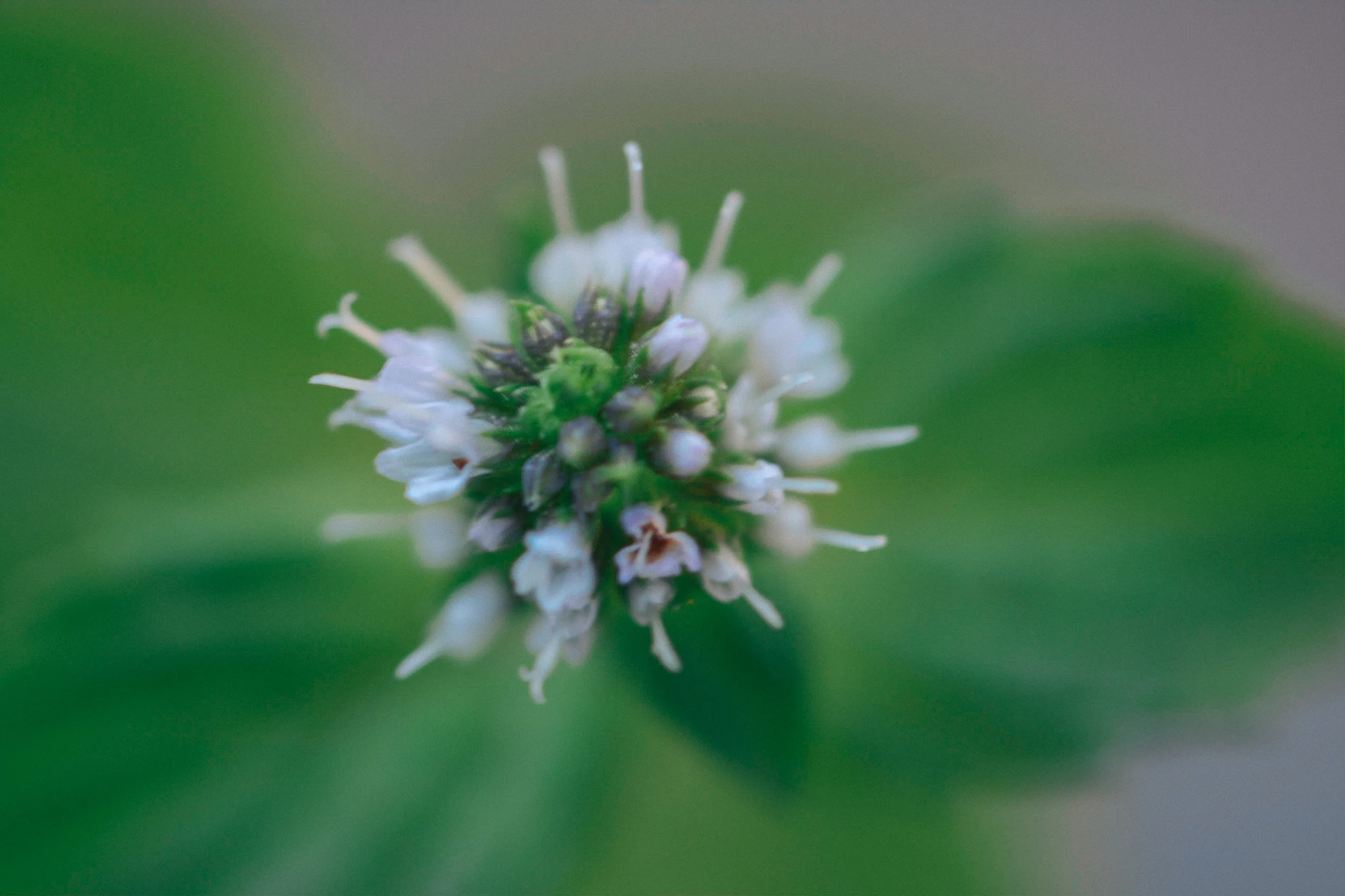 Flower Close.jpg