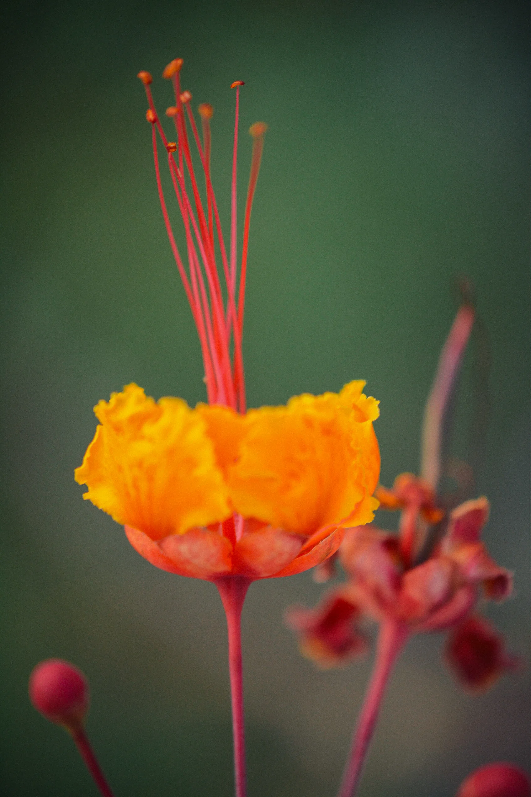Red and Yellow Flower.jpg