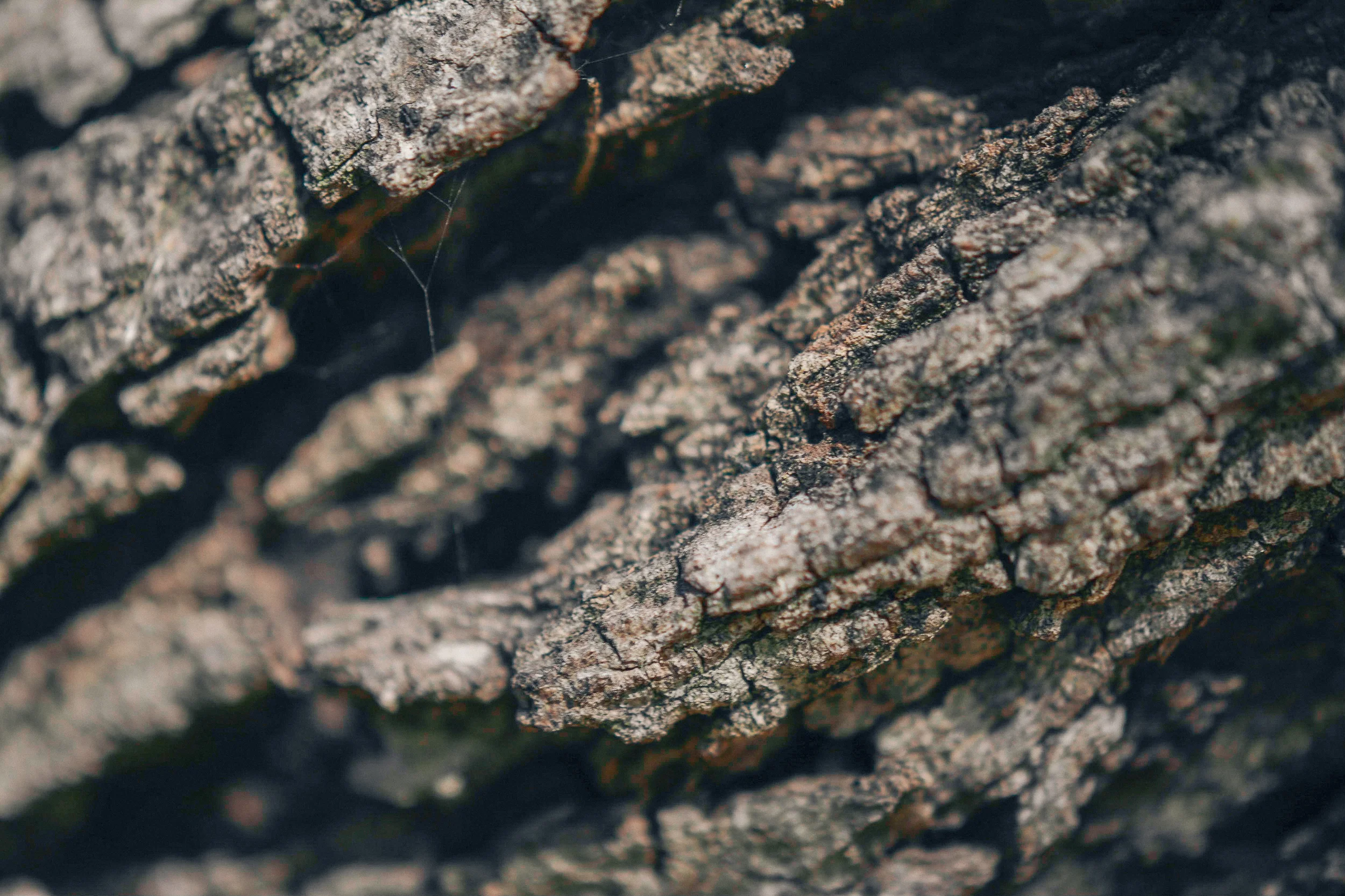 Tree Bark.jpg