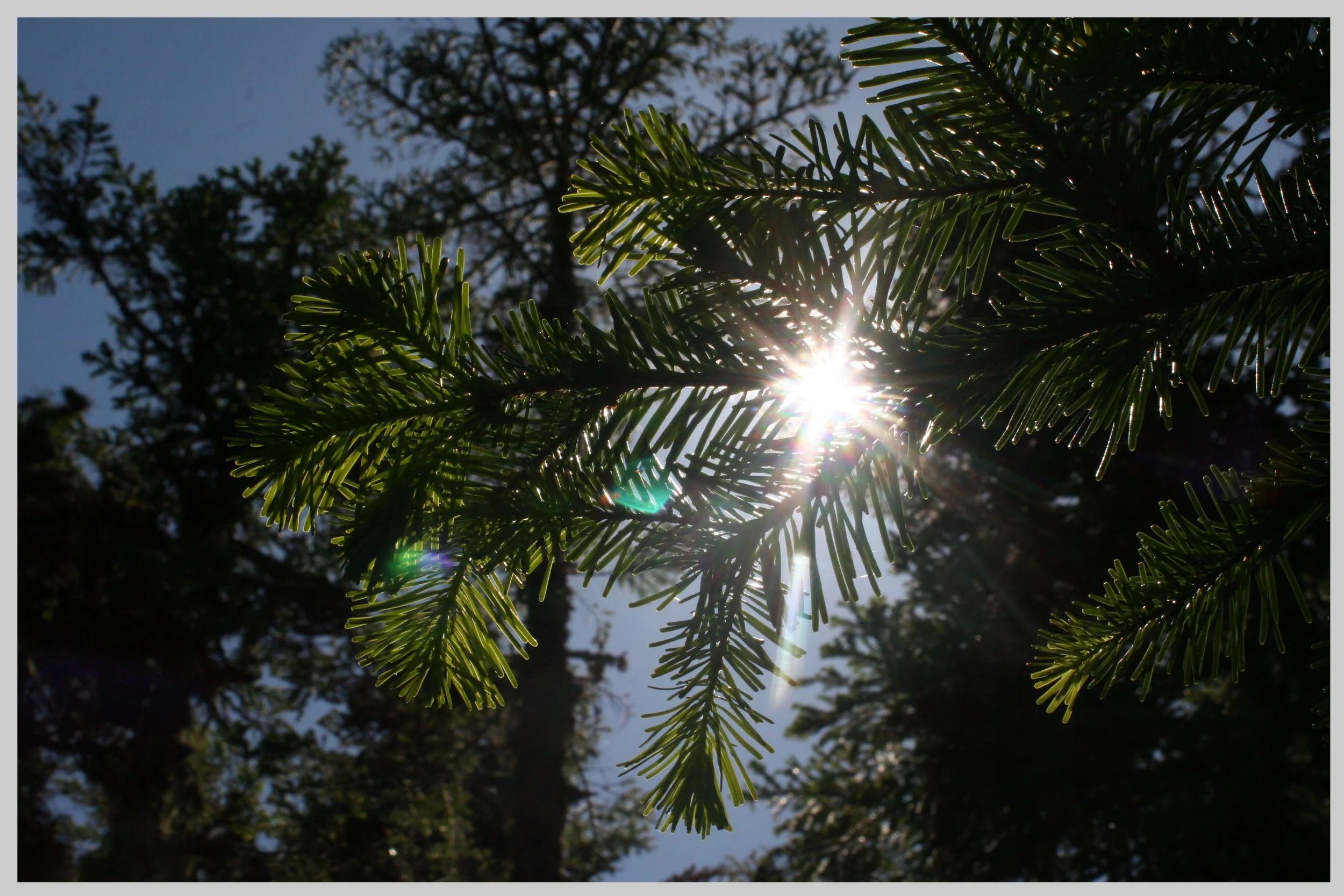 sun_pine.jpg