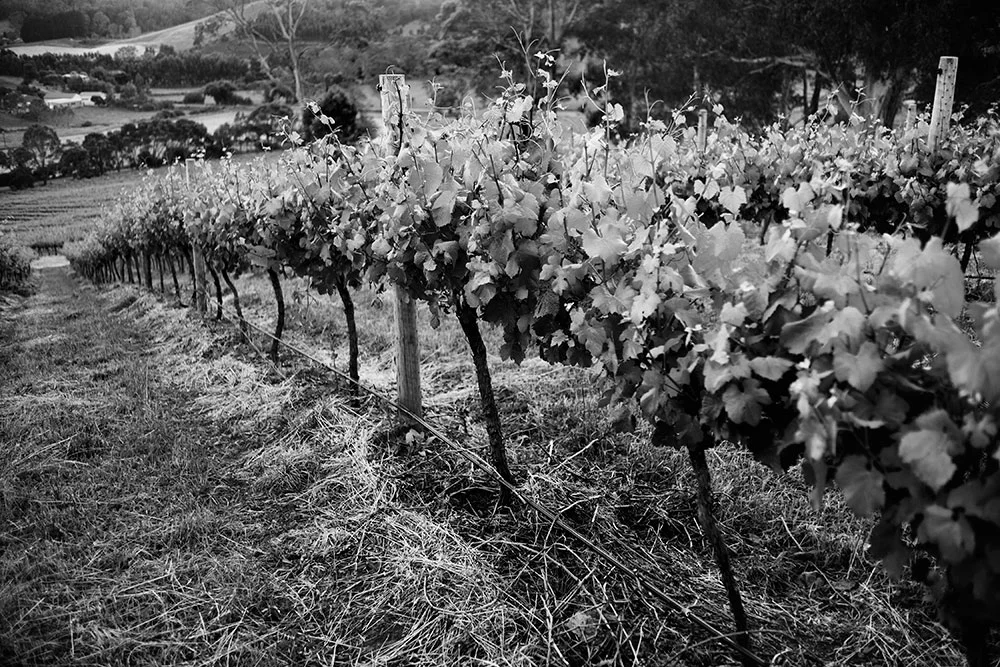 Collalto-G3QM4481-bw.jpg