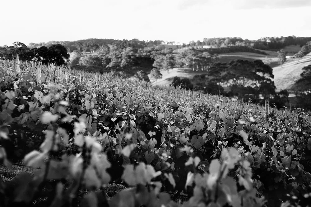 Collalto-G3QM4487-bw.jpg