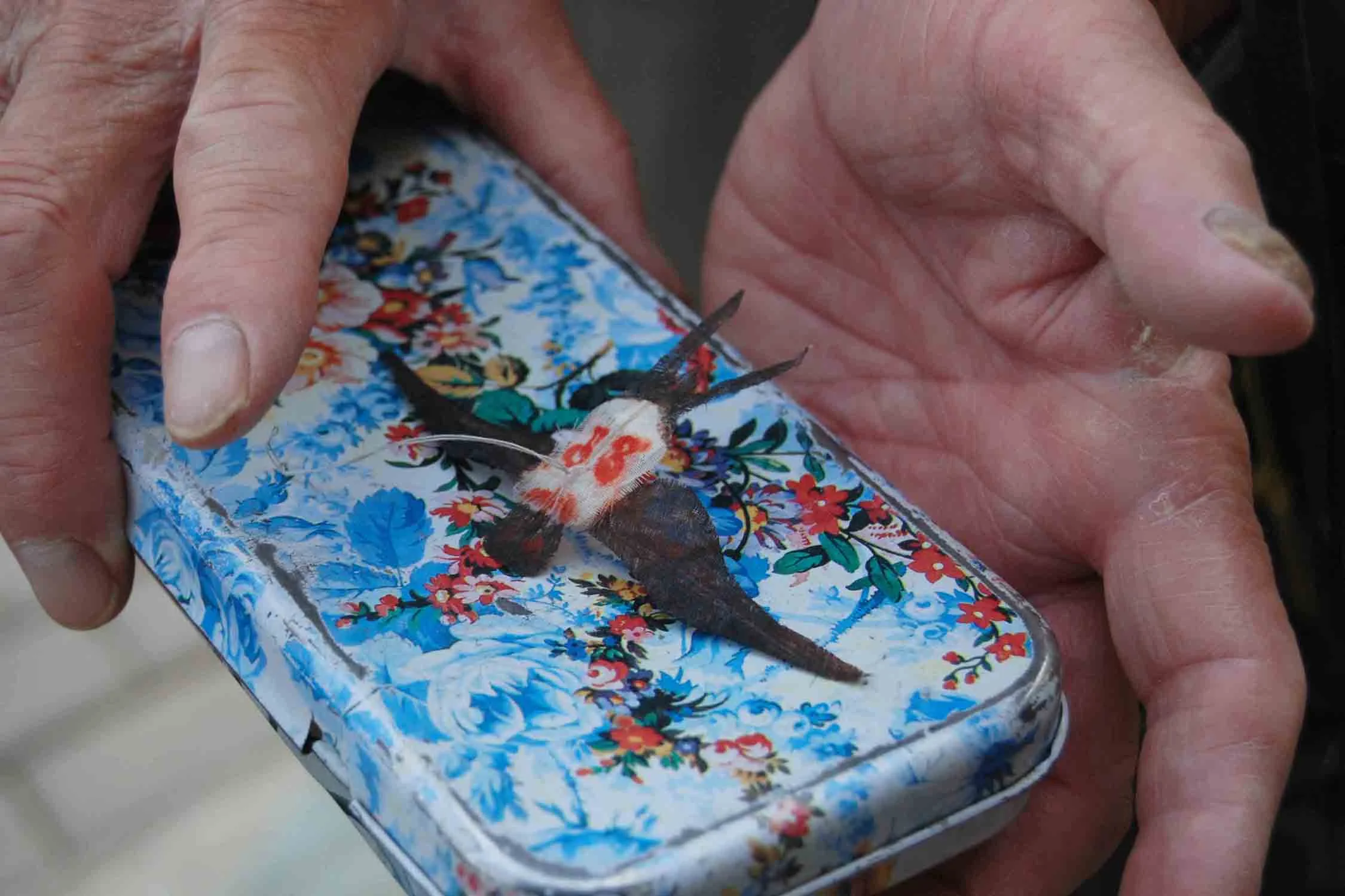  An elderly man in Beijing displays one of the tiny, featherweight kites he flies in Taoranting Park before putting it back in its traveling tin. 