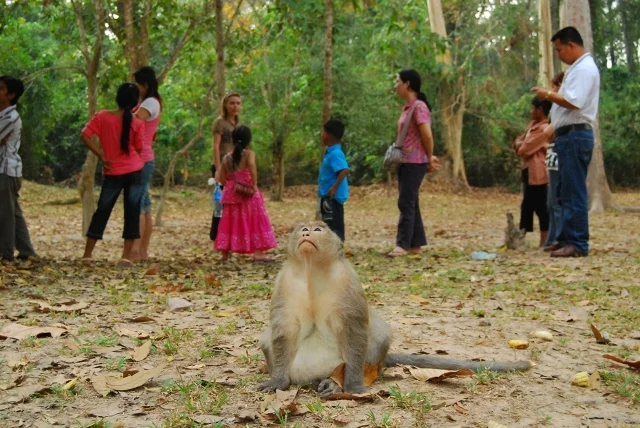  An overweight monkey awaits a handout in Siem Reap, Cambodia. 