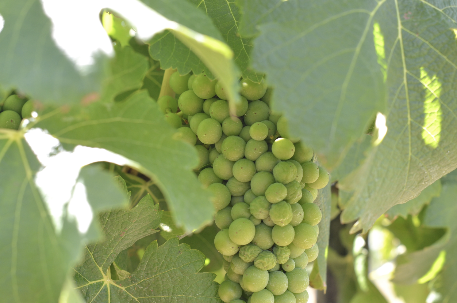 Travels: Australia // Margaret River, Hunter Valley, Sydney