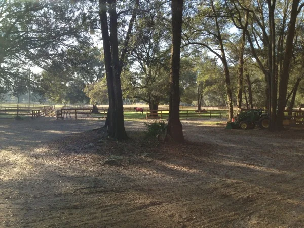 The pasture view from the barn at Dragonfly Farm, Judy Oliver's home base in Ocala, FL