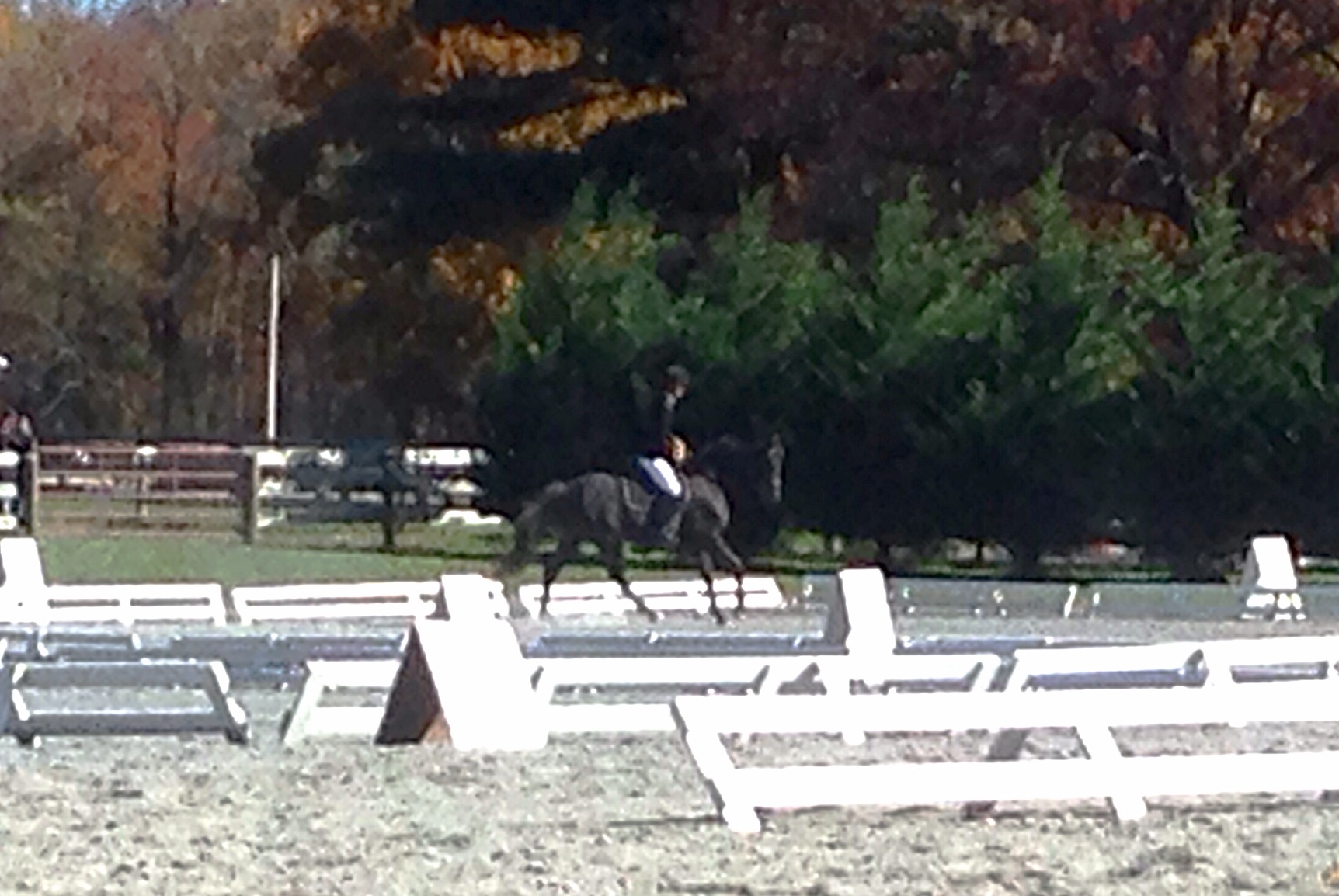 Dressage test at Waredaca Fall Starter HT-- Diaz's 2nd show