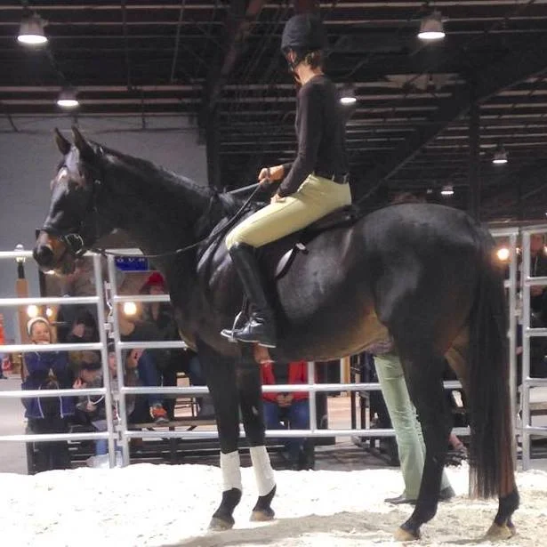 Diaz patiently being the demo horse for Roxanne Bowman of County Saddlery during the saddle fitting demonstration at the Maryland Horse Expo in January, 2015