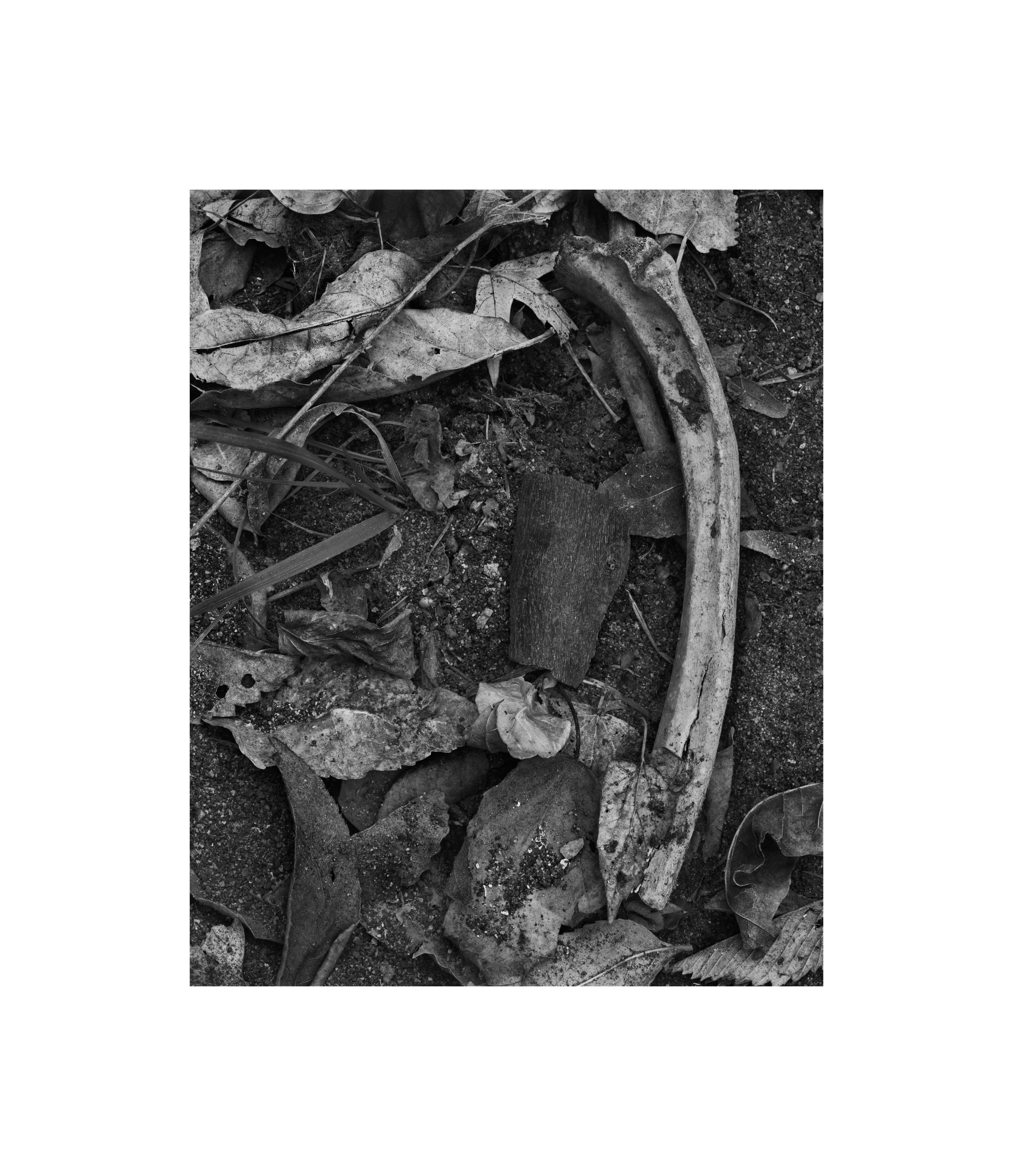 Bone in Leaf Litter, November 2017