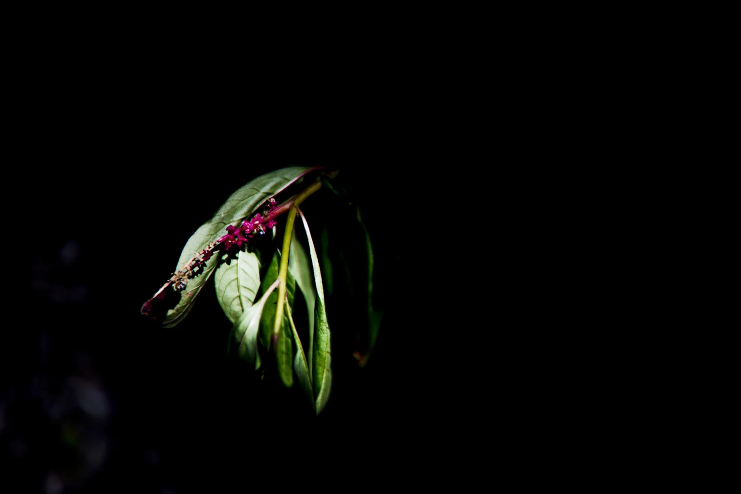 Flower in the Sun