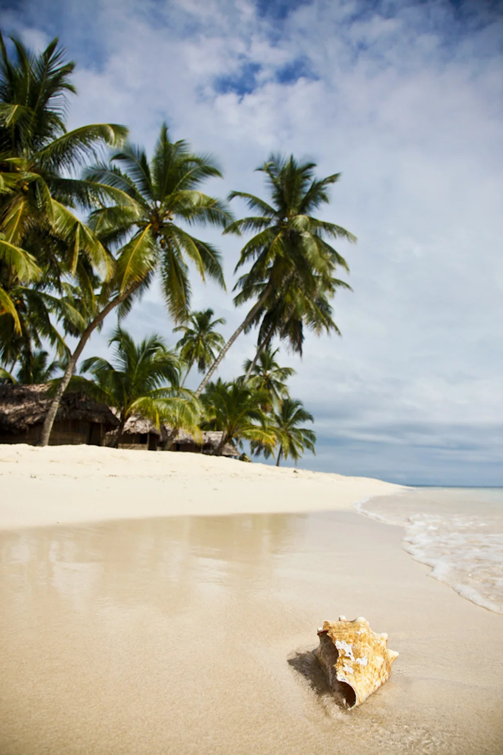 Panama Palm Trees and Beach