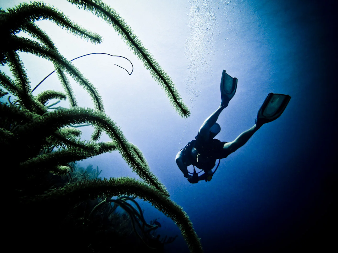 Scuba Diving