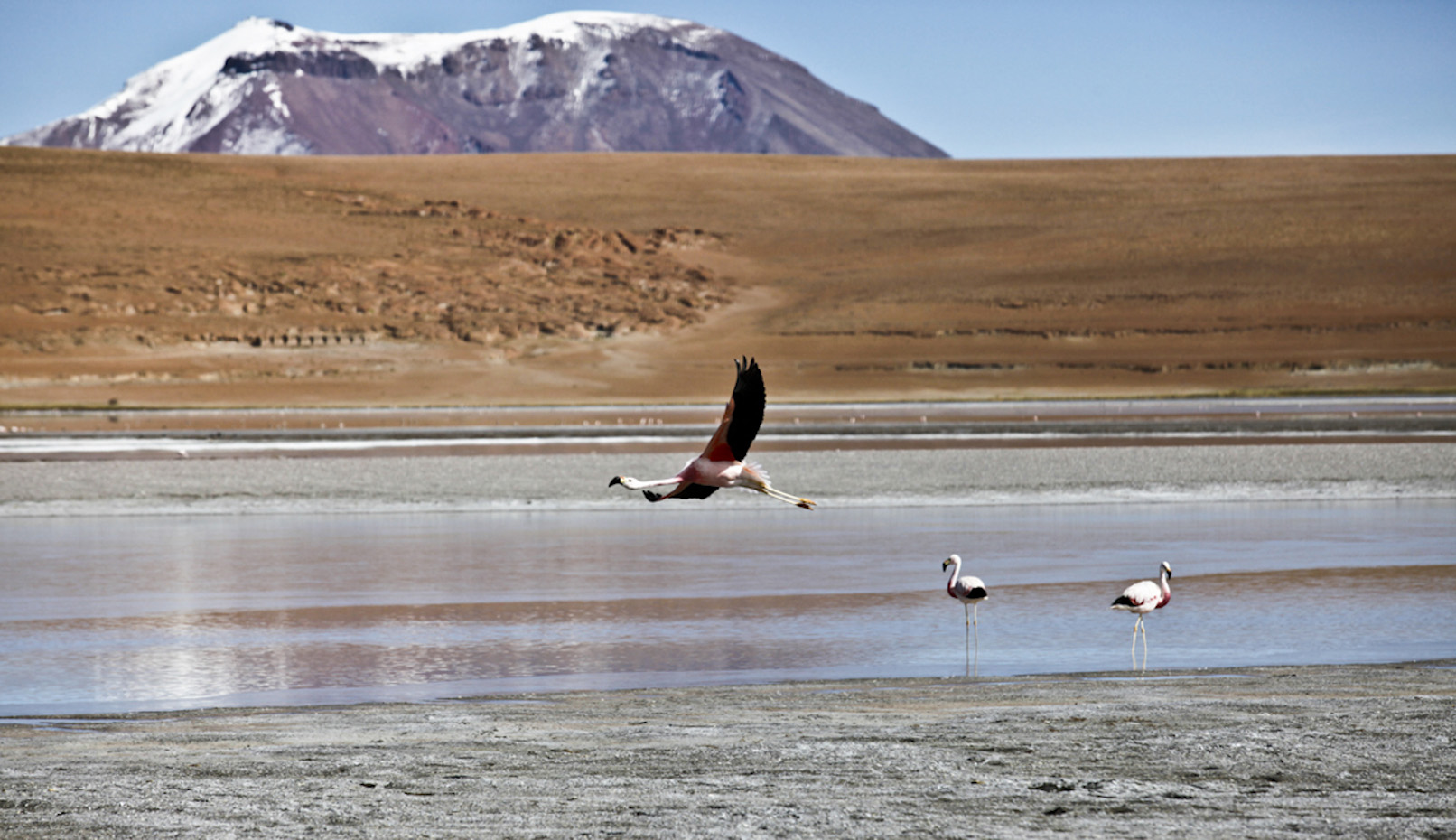 Flamingos in the Desert