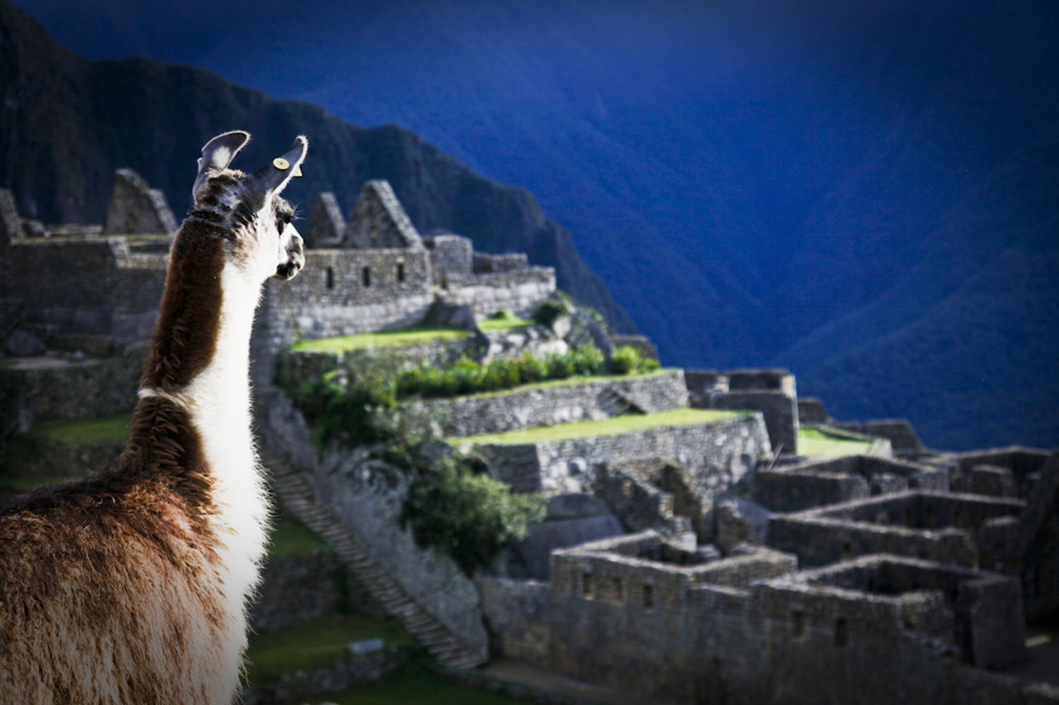 Lama Machu Picchu