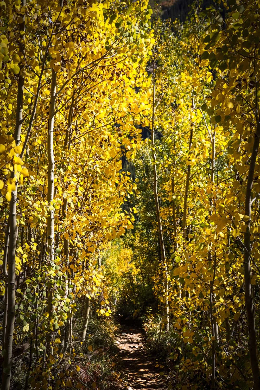 Fall Aspens Colorado