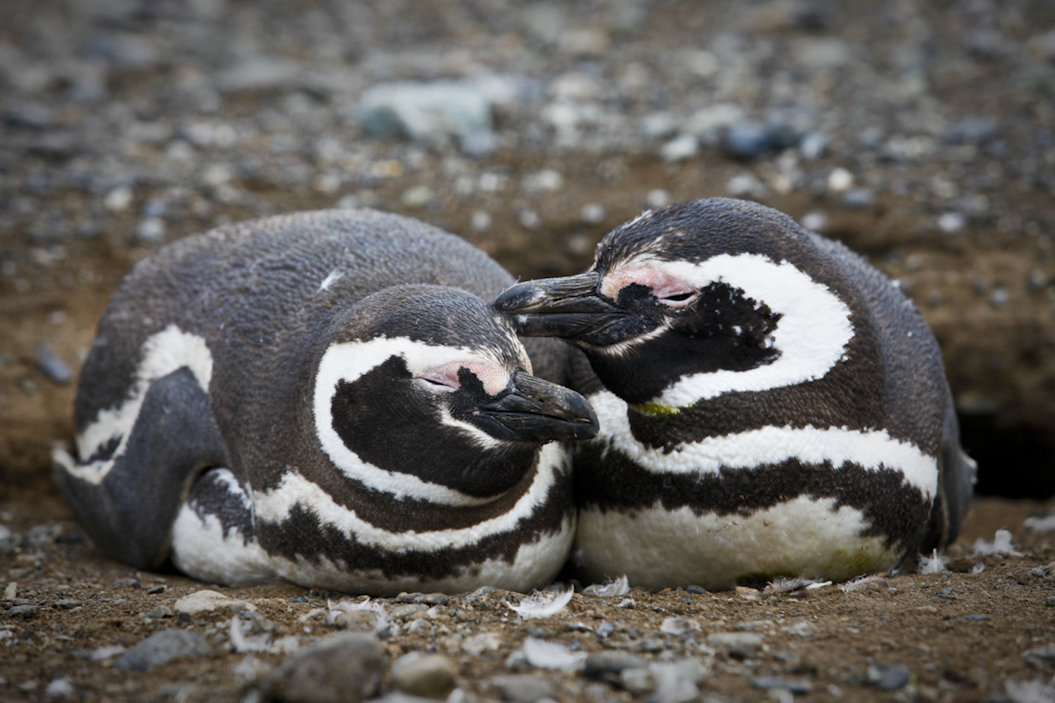 Penguin Love