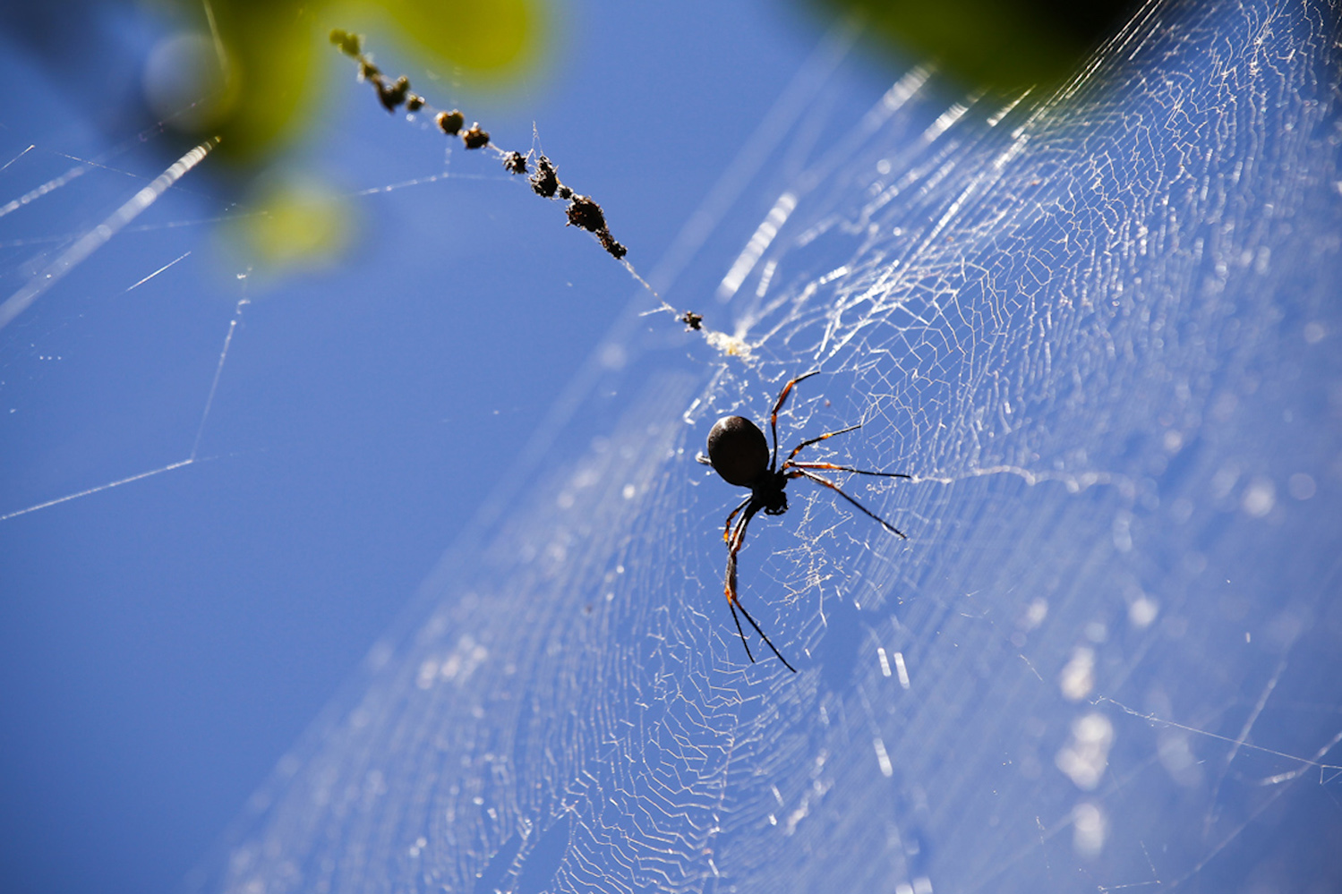 Spider Web