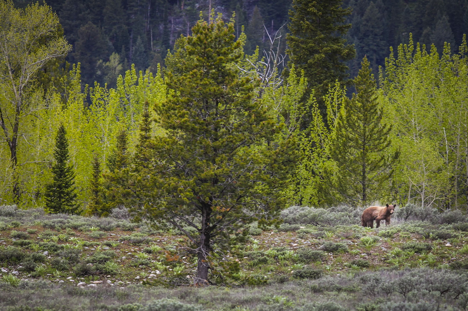 Yellowstone National Park Bear