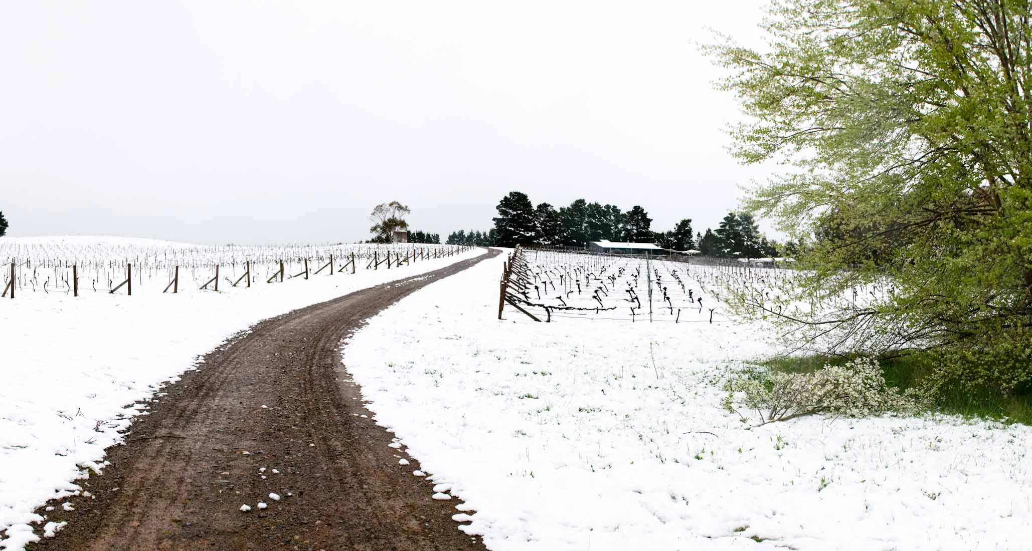 Lark Hill Vineyard Snow October 2012