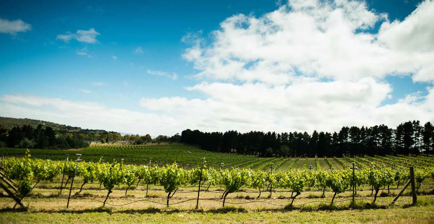 Lark-Hill-Riesling-Vines-December-2012