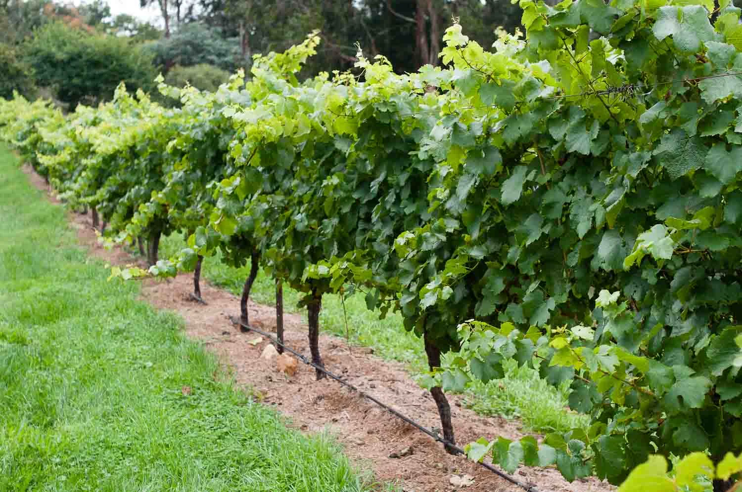 Lark-Hill-Chardonnay-Vines-March-2012