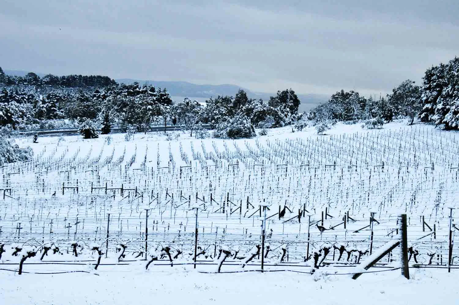 Lark-Hill-Riesling-Vines-Snow-October-2012