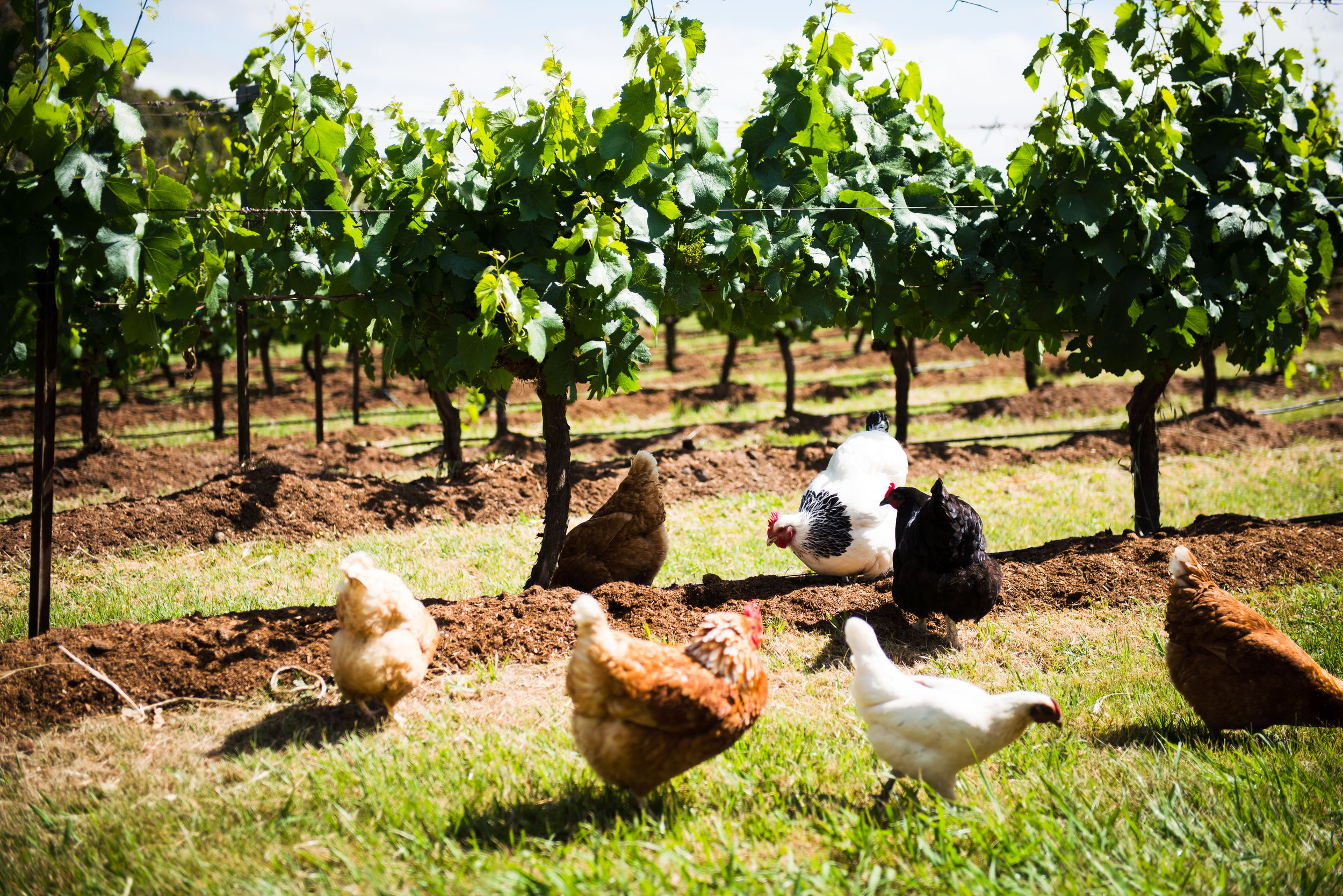 Lark Hill Vineyard; Chooks