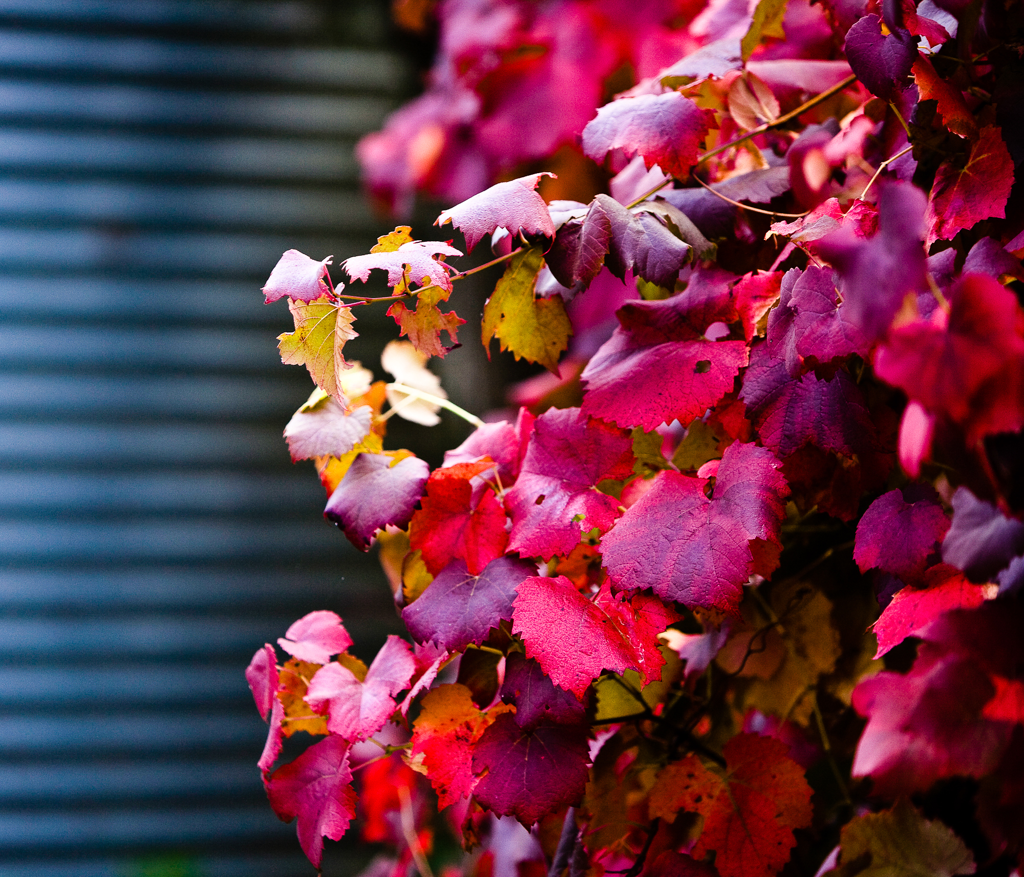 Lark Hill Vineyard; Ornamental Vine