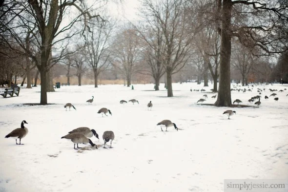 Winter Lincoln Park Geese