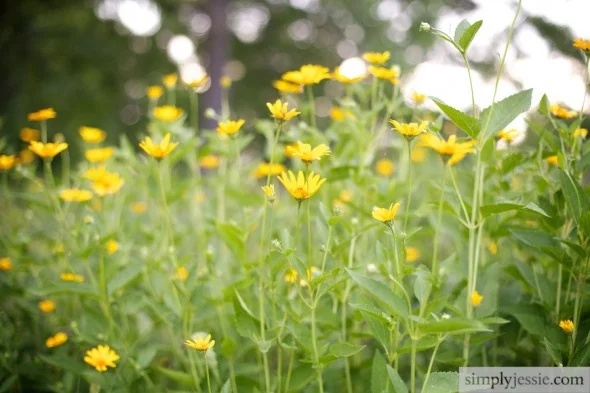 yellow midwestern flowers in Chicago