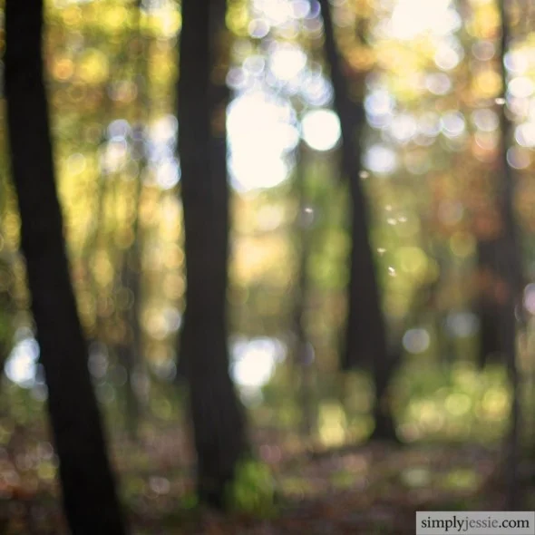 Fine Art Woods of Illinois Botanic Print