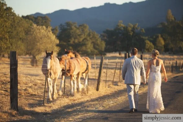 Horses & Bride in Sonoma CA